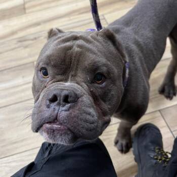 AHNJ-Stray-121401 -  Pit Bull Terrier Dog for Adoption in Newark, New Jersey - AHNJ-Stray-121401 | PetCurious
