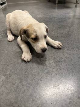 Rescue Labrador Retriever and Mixed Breed Dogs for Adoption in Brunswick, Georgia - FOX | PetCurious