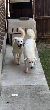 Prisa and Nala sisters -  Labrador Retriever and Great Pyrenees Dog for Adoption in Dallas, Texas - Prisa And Nala Sisters | PetCurious