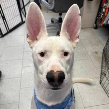 WiFi -  Mixed Breed Dog for Adoption in Bellingham, Washington - WiFi | PetCurious