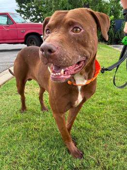 Buzz -  Mixed Breed Dog for Adoption in Huntsville, Alabama - Buzz | PetCurious