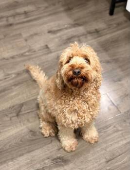 Bailey -  Goldendoodle Dog for Adoption in Warsaw, Indiana - Bailey | PetCurious