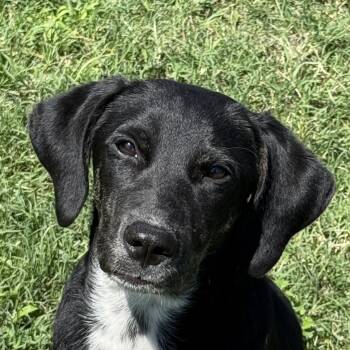 Mary -  Labrador Retriever and Australian Shepherd Dog for Adoption in Brenham, Texas - Mary | PetCurious