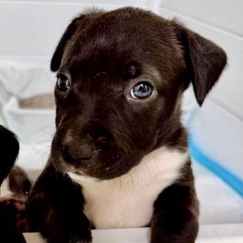 English Shepherd and Labrador Retriever Dogs Available for Adoption in Baytown, Texas - Roxy | PetCurious