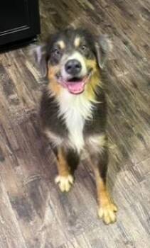Australian Shepherd Dogs Available for Adoption in Wekiwa Springs, Florida - Journey | PetCurious
