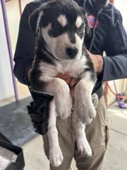 Siberian Husky and Mixed Breed Dogs Available for Adoption in El Paso, Texas - 60918060 | PetCurious