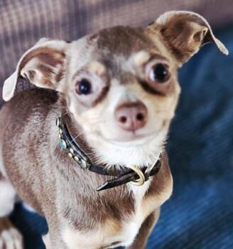 Miniature Pinscher and Mixed Breed Dogs Available for Adoption in West Chester, Pennsylvania - Vin Tanner | PetCurious