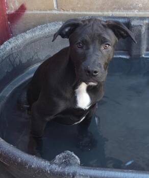 Jombo -  Cattle Dog and Pit Bull Terrier Dog for Adoption in Fort Lupton, Colorado - Jombo | PetCurious