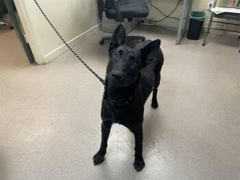 Belgian Shepherd Malinois and Mixed Breed Dogs Available for Adoption - A527657 | PetCurious