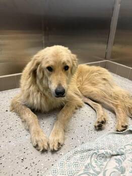 CAM -  Great Pyrenees and Golden Retriever Dog for Adoption in Forney, Texas - CAM | PetCurious