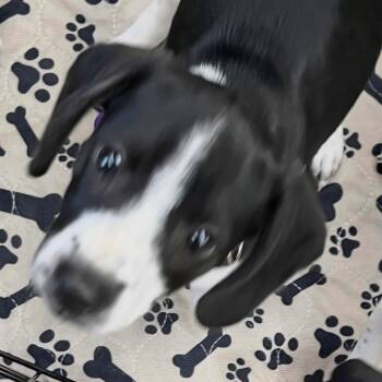 Rescue Beagle and Rat Terrier Dogs for Adoption in Washington, Pennsylvania - Violet | PetCurious