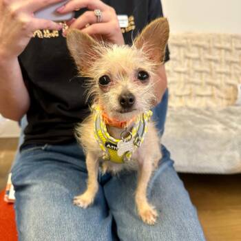 Post-It 14468 -  Terrier Dog for Adoption in San Francisco, California - Post-It 14468 | PetCurious