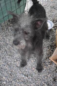 Fox Terrier and Mixed Breed Dogs Available for Adoption in Pahrump, Nevada - Chester (A122907) | PetCurious