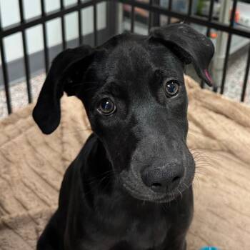 Betty -  Mixed Breed and Black Labrador Retriever Dog for Adoption in Salt Lake City, Utah - Betty | PetCurious