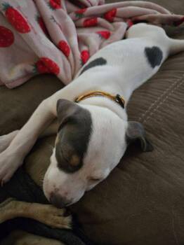 Jester -  Terrier Dog for Adoption in New London, Wisconsin - Jester | PetCurious
