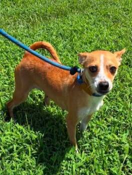 Cinnamon -  Chihuahua Dog for Adoption in Munfordville, Kentucky - Cinnamon | PetCurious