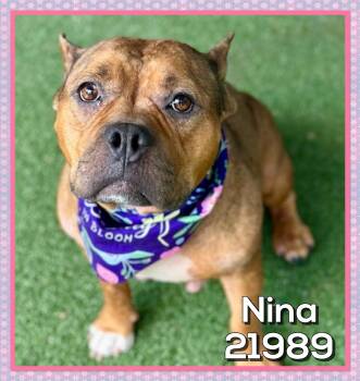 NINA -  American Bully Dog for Adoption in Marietta, Georgia - NINA | PetCurious