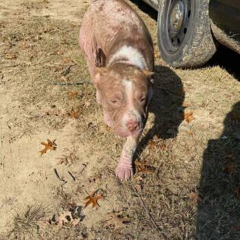 Rescue Mixed Breed Dogs for Adoption in Bartlett, Tennessee - Willow Ember | PetCurious