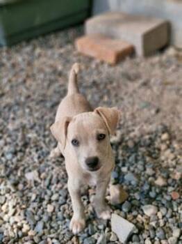 Chihuahua and Labrador Retriever Dogs Available for Adoption in Calgary, Alberta - Ian | PetCurious