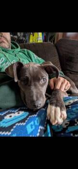Vivacious Valora -  Weimaraner and Labrador Retriever Dog for Adoption in Randolph, Massachusetts - Vivacious Valora | PetCurious