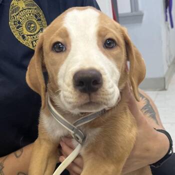 Mable -  Hound Dog for Adoption in Jacksonville, Arkansas - Mable | PetCurious