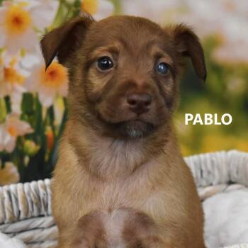 Pablo -  Mixed Breed Dog for Adoption in Tempe, Arizona - Pablo | PetCurious