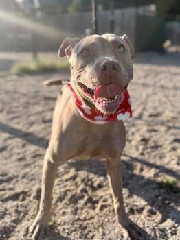 Goldie 2 -  Mixed Breed Dog for Adoption in Muskegon, Michigan - Goldie 2 | PetCurious