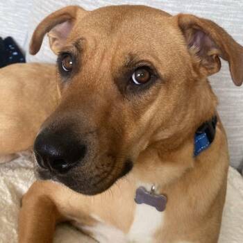 Rescue Labrador Retriever Dogs for Adoption in Grand Forks, North Dakota - Cooper | PetCurious