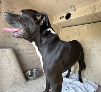 Rescue Terrier and Mixed Breed Dogs for Adoption in Largo, Florida - Hot Rod | PetCurious