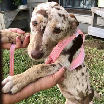 Nala (Julia) -  Shepherd and Terrier Dog for Adoption in Conroe, Texas - Nala (Julia) | PetCurious