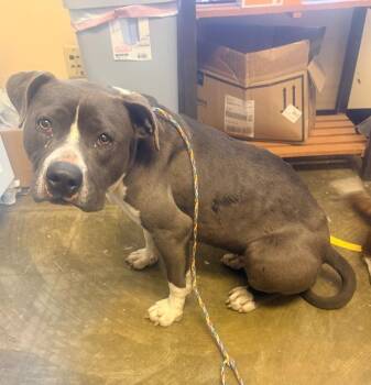 Terrier Dogs Available for Adoption - Dolly 26D-044 | PetCurious