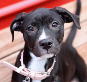 Lotti (AO37235) -  Boxer Dog for Adoption in Kansas City, Kansas - Lotti (AO37235) | PetCurious