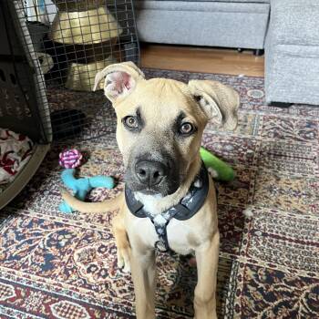 Chance -  Pit Bull Terrier and German Shepherd Dog Dog for Adoption in Pittsburgh, Pennsylvania - Chance | PetCurious