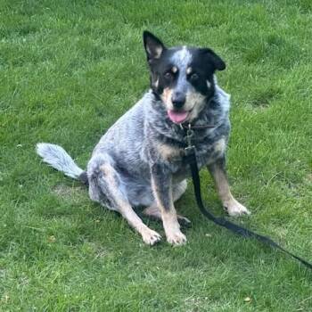 Lou Lou -  Australian Cattle Dog Blue Heeler Dog Available for Adoption in South Hempstead, New York - Lou Lou | PetCurious