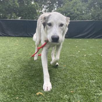 Mixed Breed Dogs Available for Adoption in Saint Charles, Missouri - Milo | PetCurious