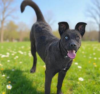 Nalu -  Catahoula Leopard Dog Dog for Adoption in West Palm Beach, Florida - Nalu | PetCurious