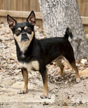 Beetle -  Pug and Chihuahua Dog for Adoption in Hondo, Texas - Beetle | PetCurious