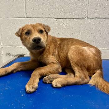 Drax The Destroyer -  Chow Chow and Rottweiler Dog for Adoption in Livingston, Texas - Drax The Destroyer | PetCurious