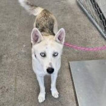 111443 -  Mixed Breed Dog for Adoption in Las Cruces, New Mexico - 111443 | PetCurious