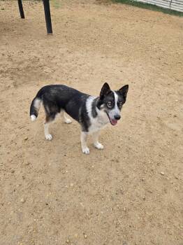 Husky Dogs Available for Adoption in Maquoketa, Iowa - Juliette | PetCurious