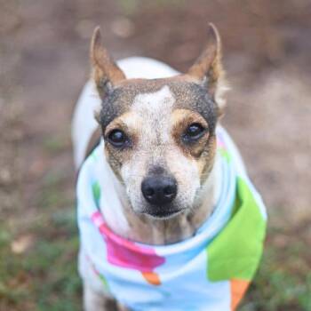 BETH -  Chihuahua Dog for Adoption in San Antonio, Texas - BETH | PetCurious