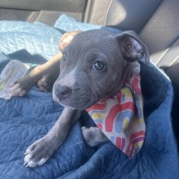 Scooter -  Pit Bull Terrier Dog for Adoption in Greensboro, North Carolina - Scooter | PetCurious