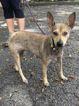 JACKIE -  Jack Russell Terrier and Italian Greyhound Dog for Adoption in Margate, Florida - JACKIE | PetCurious