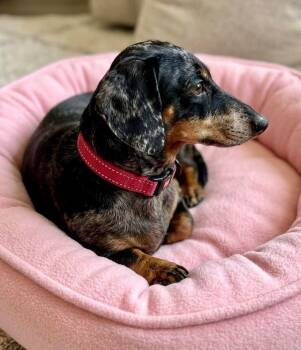 Dachshund Dogs Available for Adoption - Remi | PetCurious