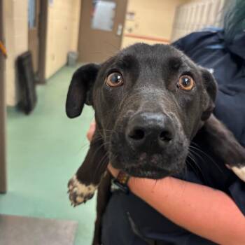 TOOTIE -  Mixed Breed Dog for Adoption in Memphis, Tennessee - TOOTIE | PetCurious