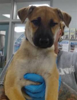 A479639 -  German Shepherd Dog Dog for Adoption in Oklahoma City, Oklahoma - A479639 | PetCurious