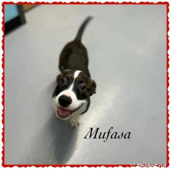 Rescue Boxer and Pit Bull Terrier Dogs for Adoption in Princeton, Massachusetts - Mufasa Hernando - LOCAL | PetCurious