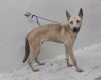 Rescue German Shepherd Dog and Mixed Breed Dogs for Adoption in Houston, Texas - COLT | PetCurious