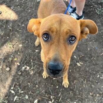 Rescue Labrador Retriever Dogs for Adoption in Austin, Texas - Pesto | PetCurious