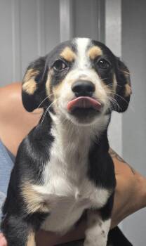T Theodore -  Corgi and Terrier Dog for Adoption in Warrenton, Missouri - T Theodore | PetCurious